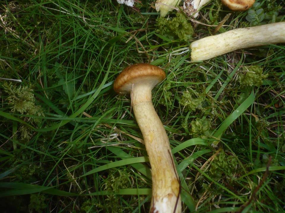 Suillus nueschii image