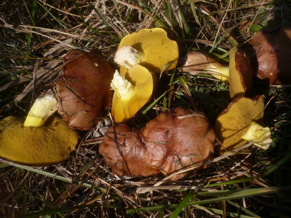 Suillus collinitus image