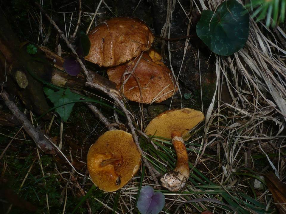 Suillus tridentinus image