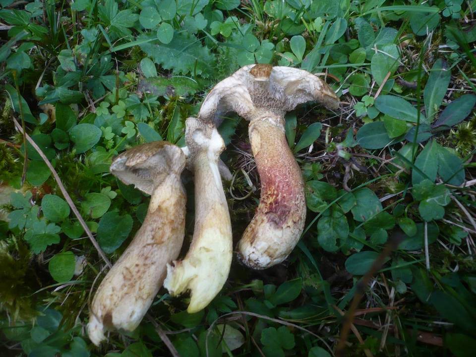 Suillus viscidus f. obscurus image