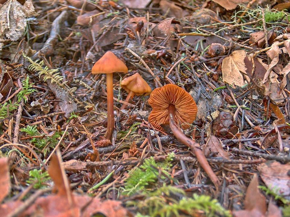 Phaeocollybia pleurocystidiata image