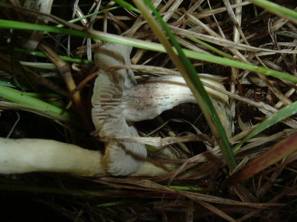 Psilocybe hopii image