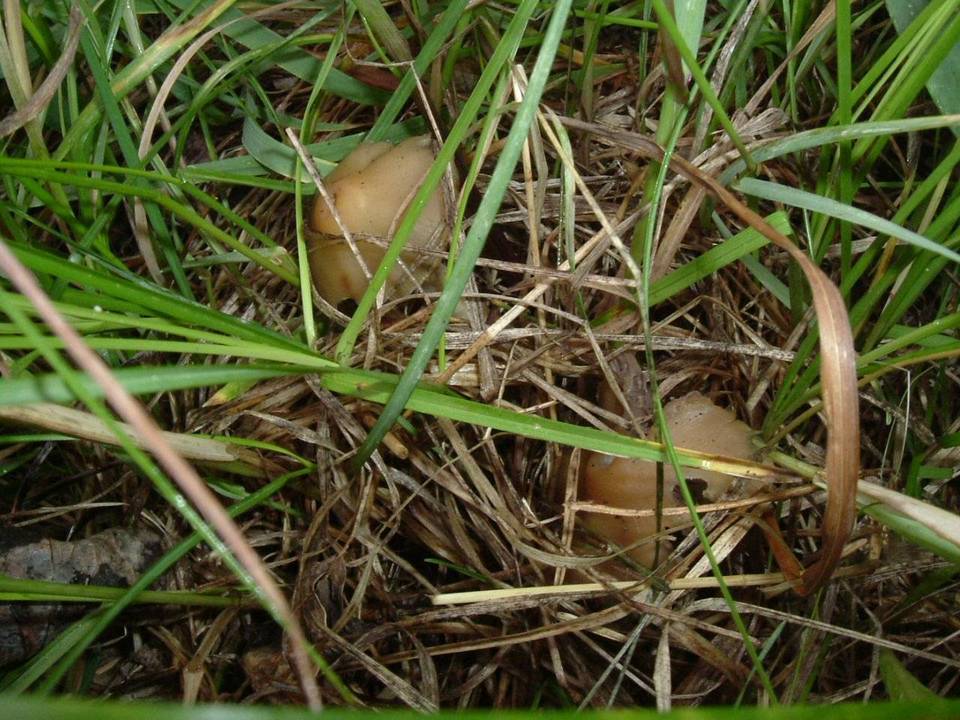 Psilocybe hopii image
