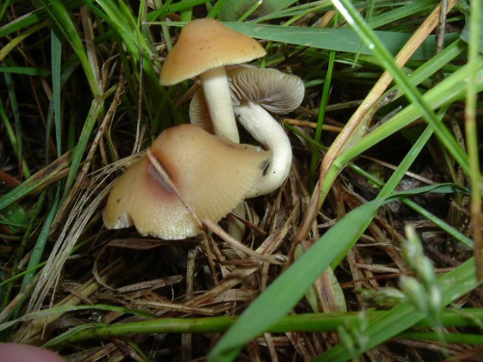 Psilocybe hopii image