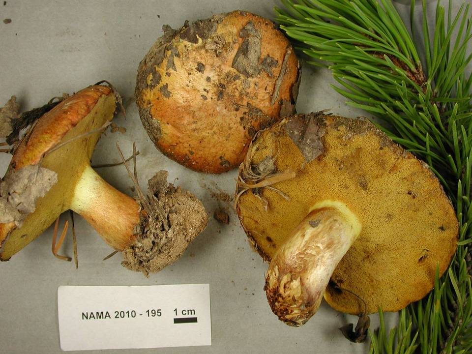 Suillus albivelatus image