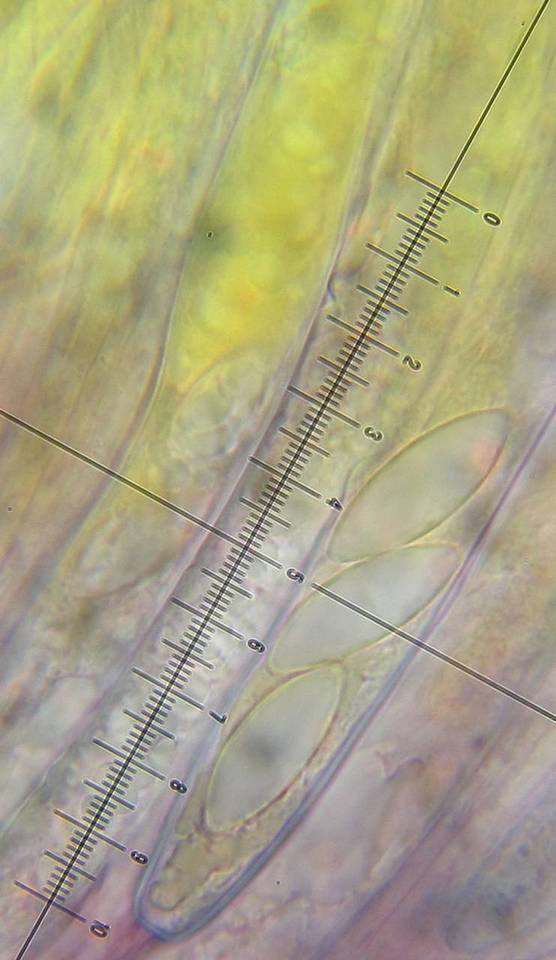 Peziza gerardii image
