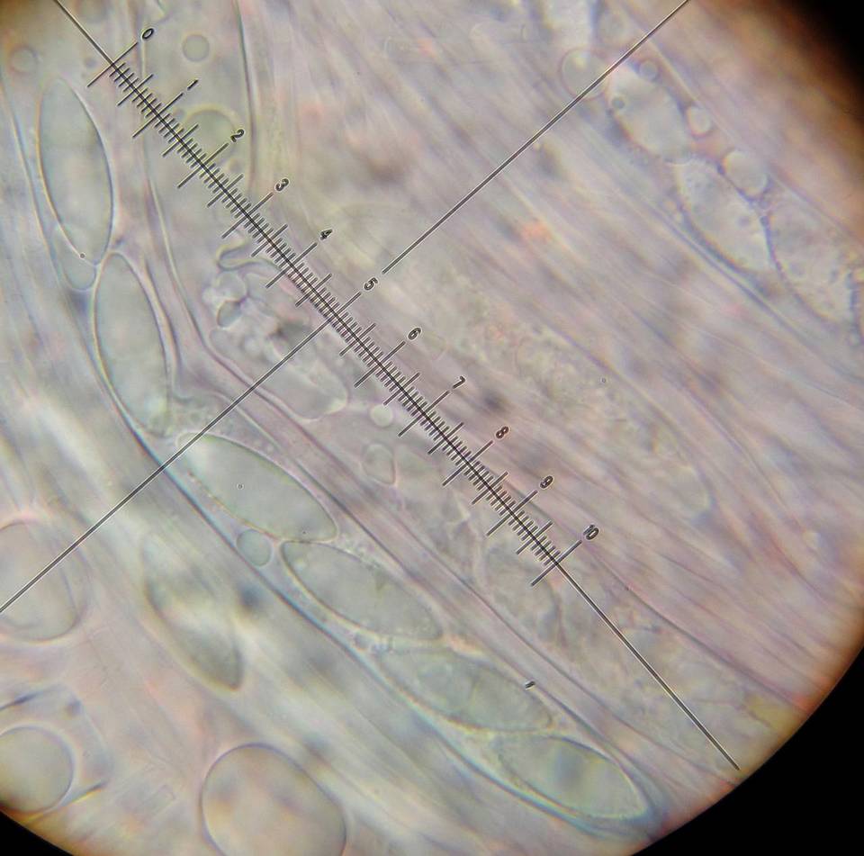 Peziza gerardii image