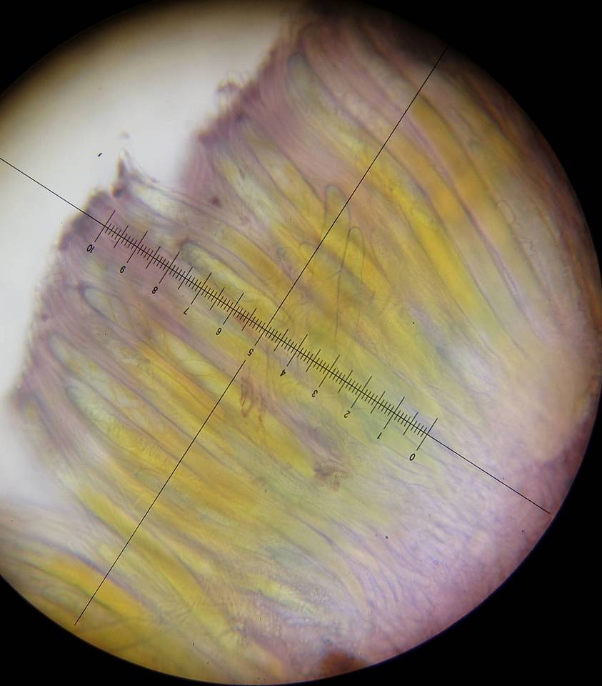 Peziza gerardii image