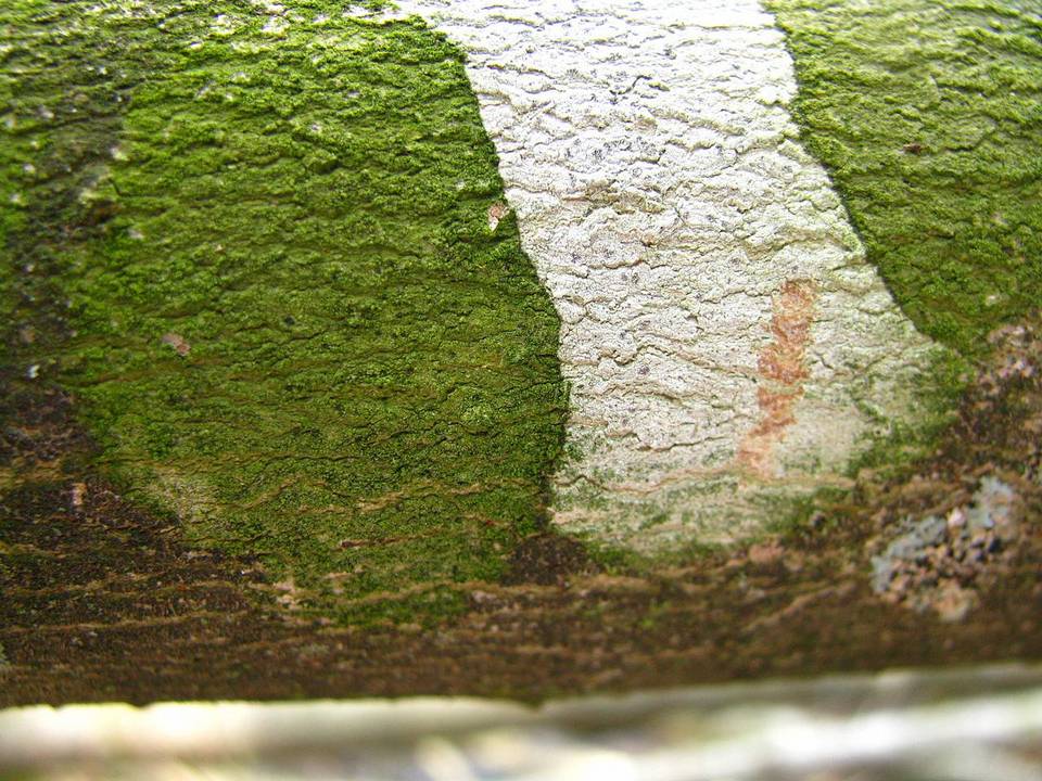 Arthothelium norvegicum image
