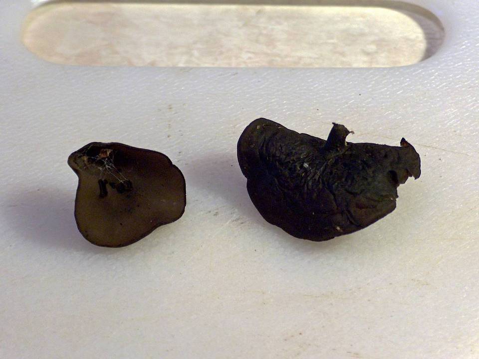 Pseudoplectania melaena image