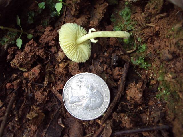 Leucocoprinus sulphurellus image
