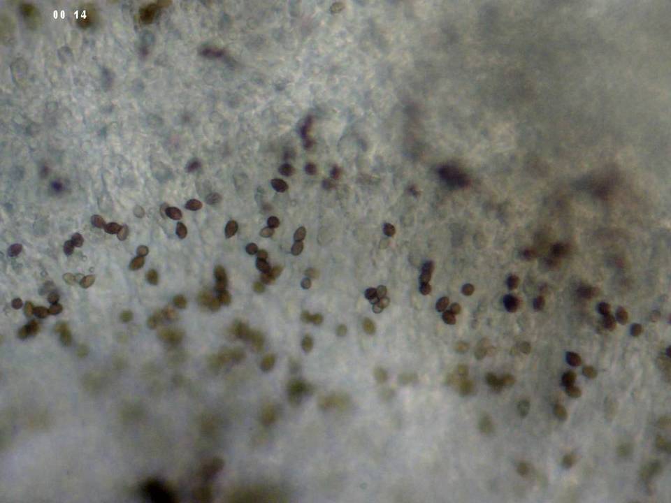 Phaeocollybia pleurocystidiata image