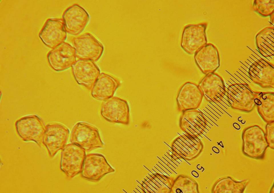 Nolanea pseudostrictia image