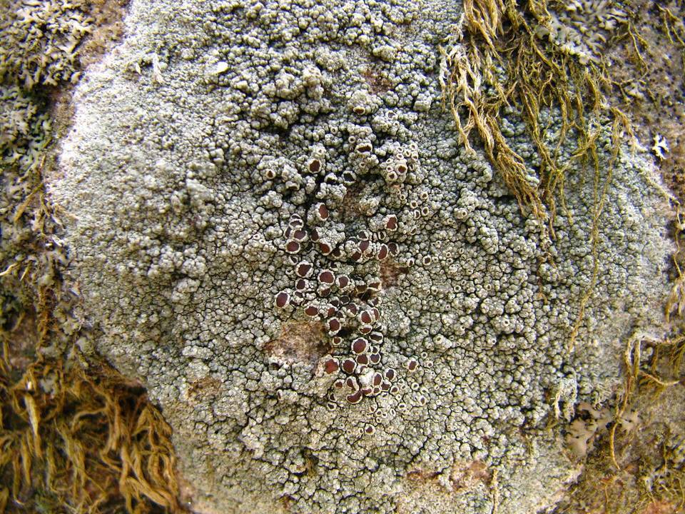 Lecanora perplexa image