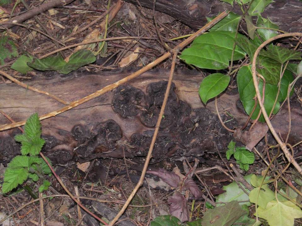 Neofusicoccum mangiferae image