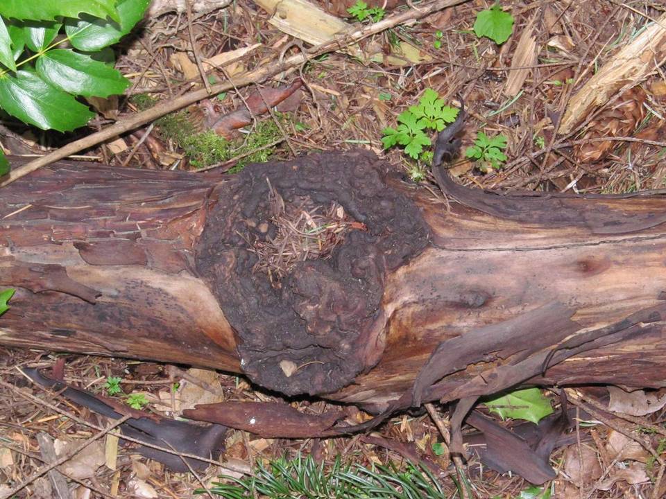 Neofusicoccum mangiferae image