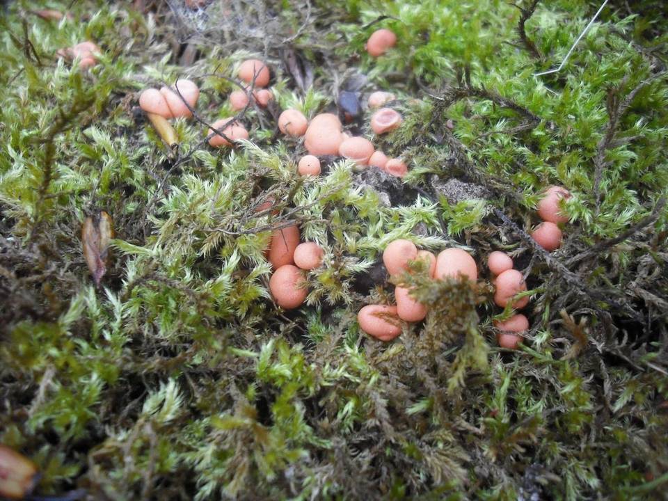 Lycogala epidendrum image