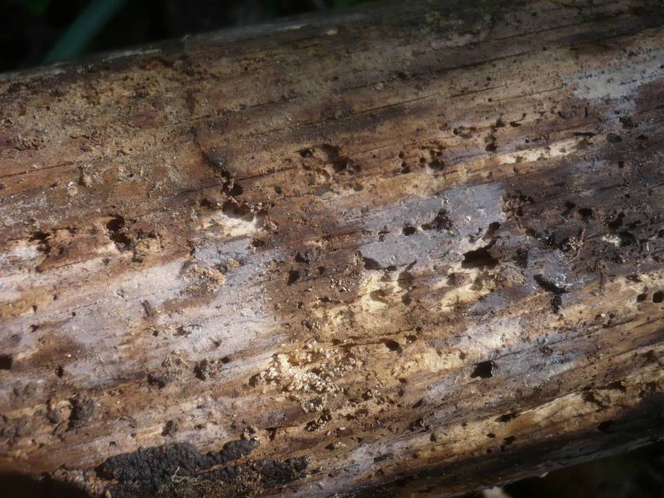 Tulasnella pinicola image