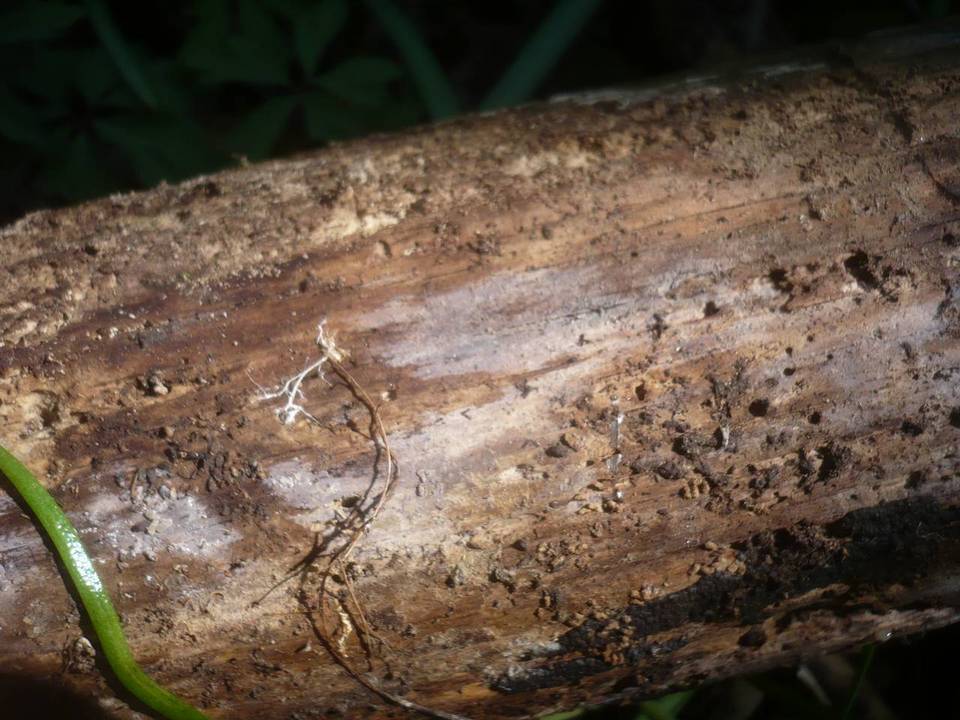 Tulasnella pinicola image