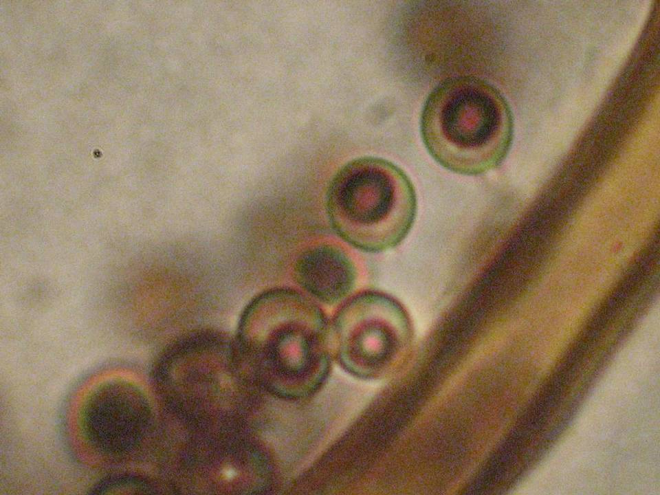Calvatia pachyderma image