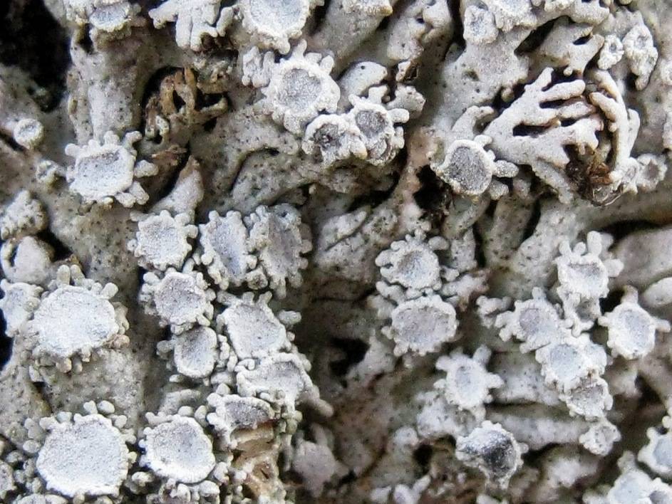 Physconia venusta image