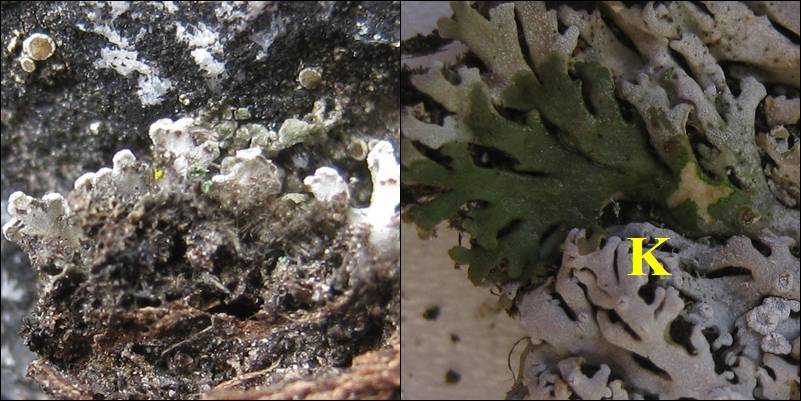 Physconia venusta image