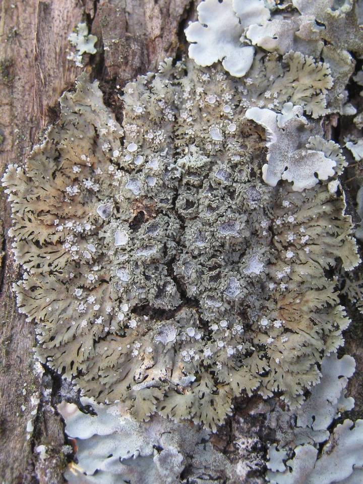 Physconia venusta image