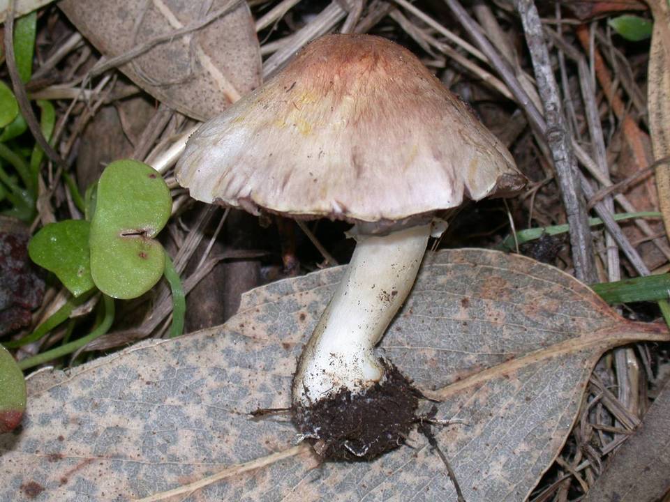 Agaricus semotus image