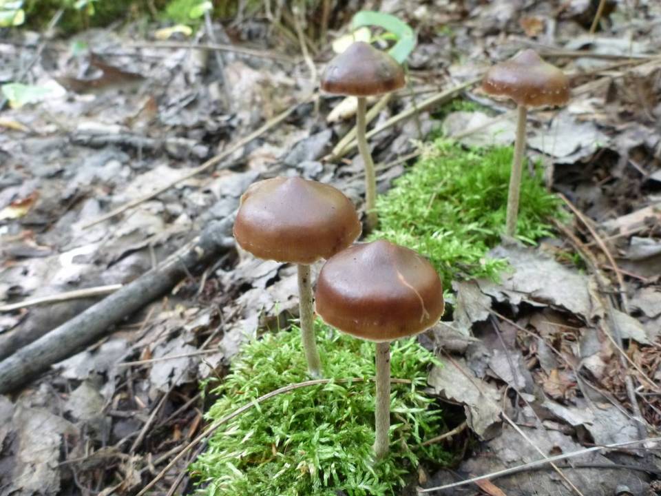 Psilocybe turficola image