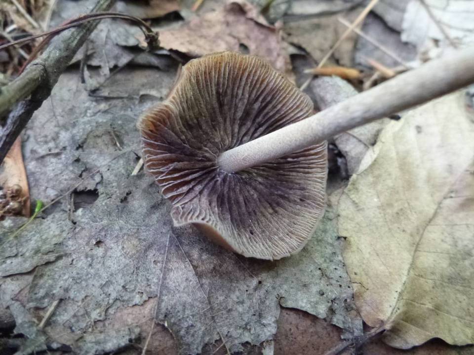 Psilocybe turficola image