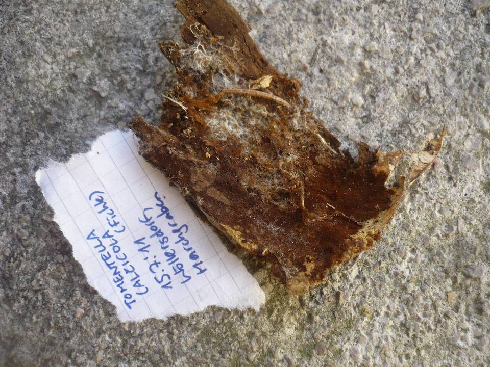 Tomentella calcicola image