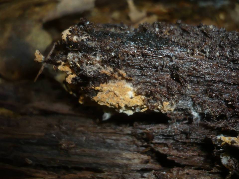 Tomentella ferruginea image