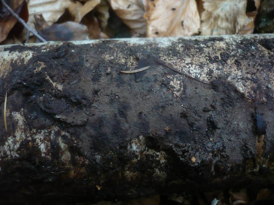 Tomentella fuscocinerea image