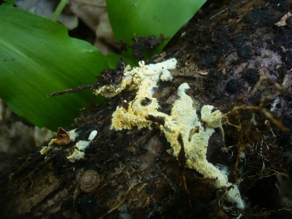 Tomentellopsis bresadoliana image