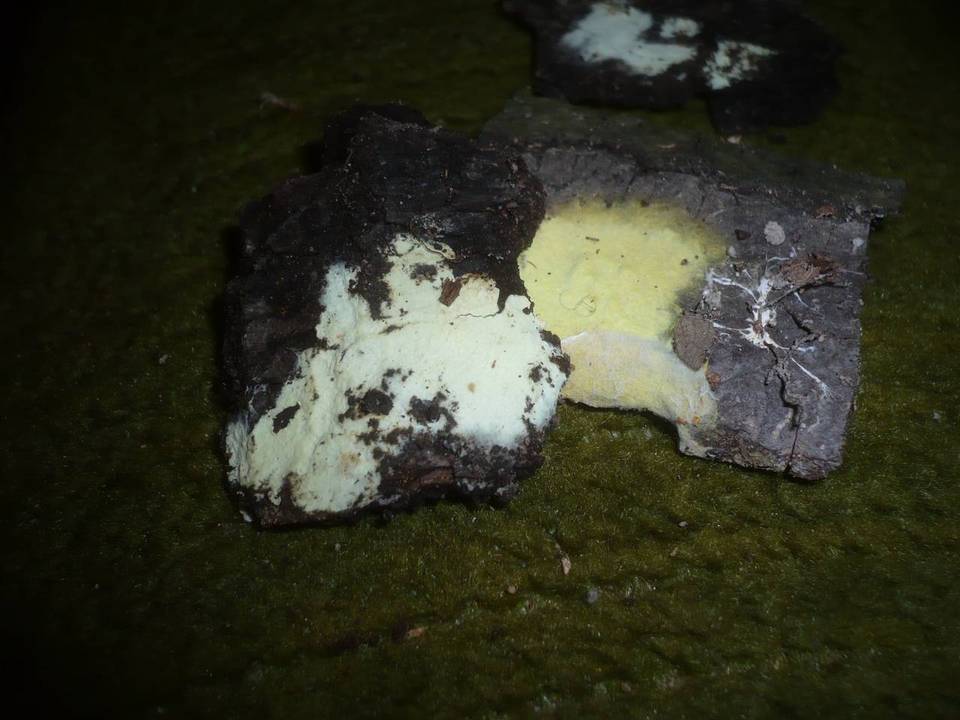 Tomentellopsis echinospora image