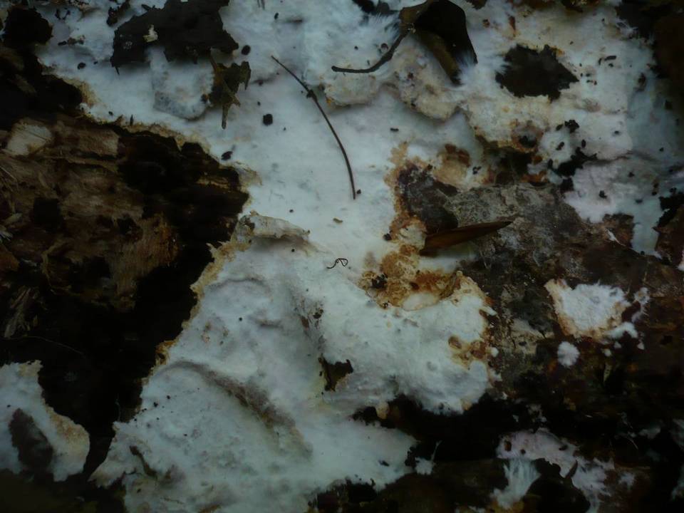 Tomentellopsis zygodesmoides image