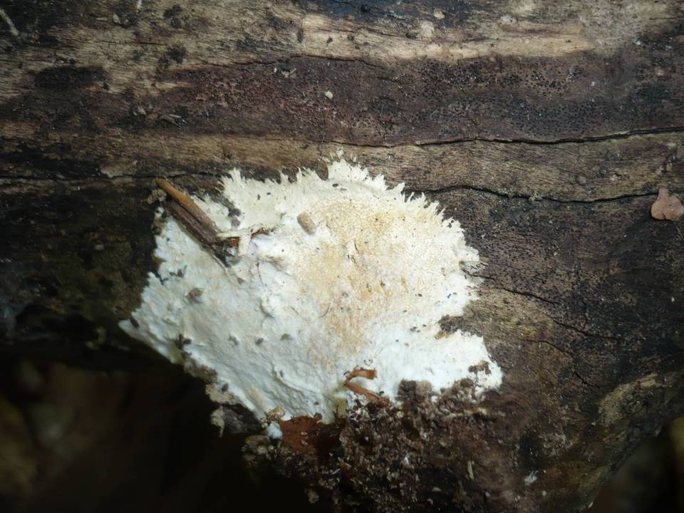 Tomentellopsis zygodesmoides image