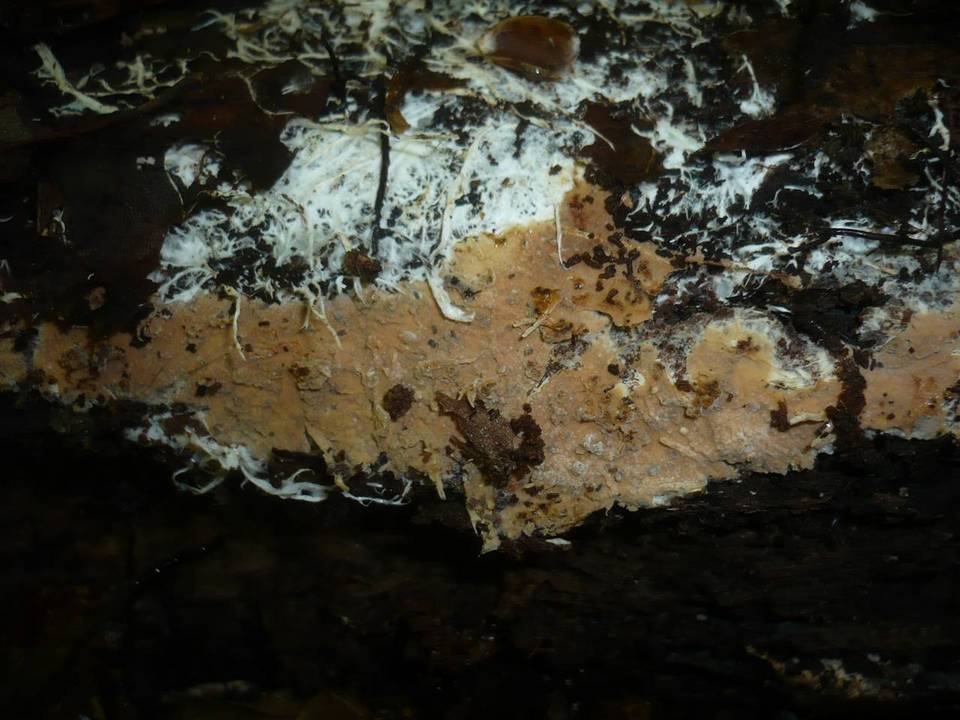 Trechispora cohaerens image
