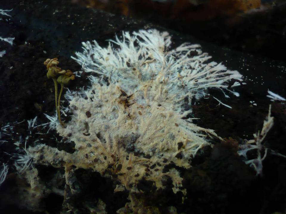 Trechispora cohaerens image