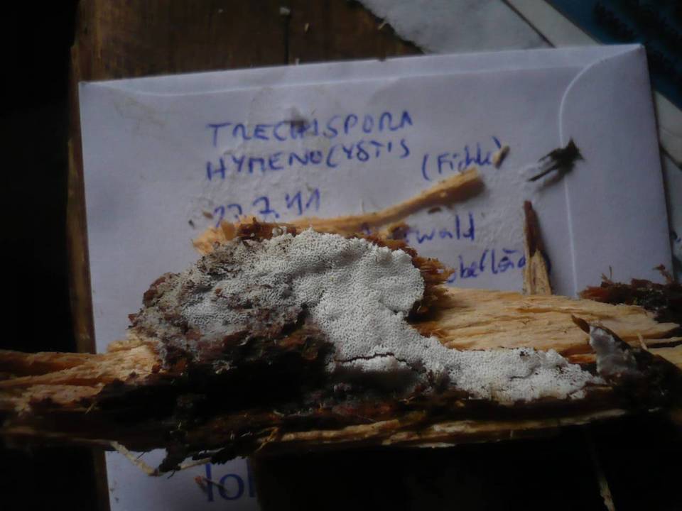 Trechispora hymenocystis image