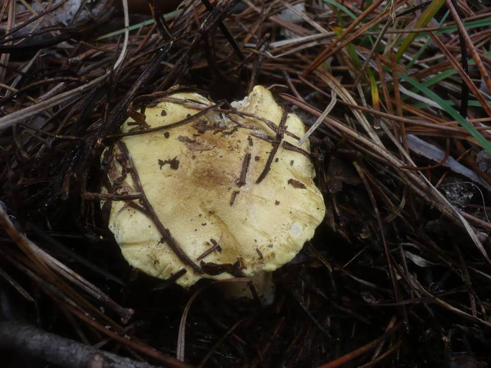 Tricholoma joachimii image