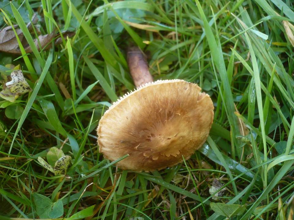 Tricholoma psammopus image