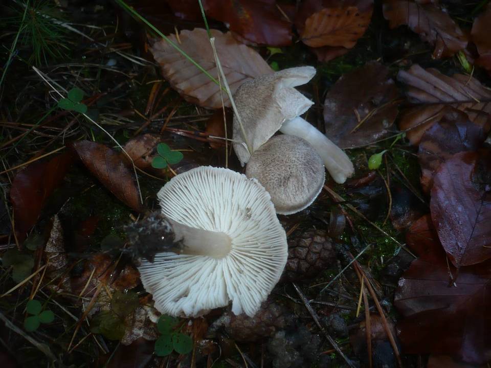 Tricholoma scalpturatum image