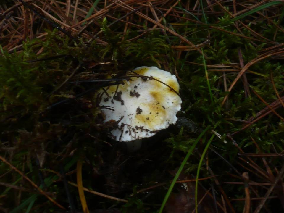 Tricholoma sejunctum var. coniferarum image