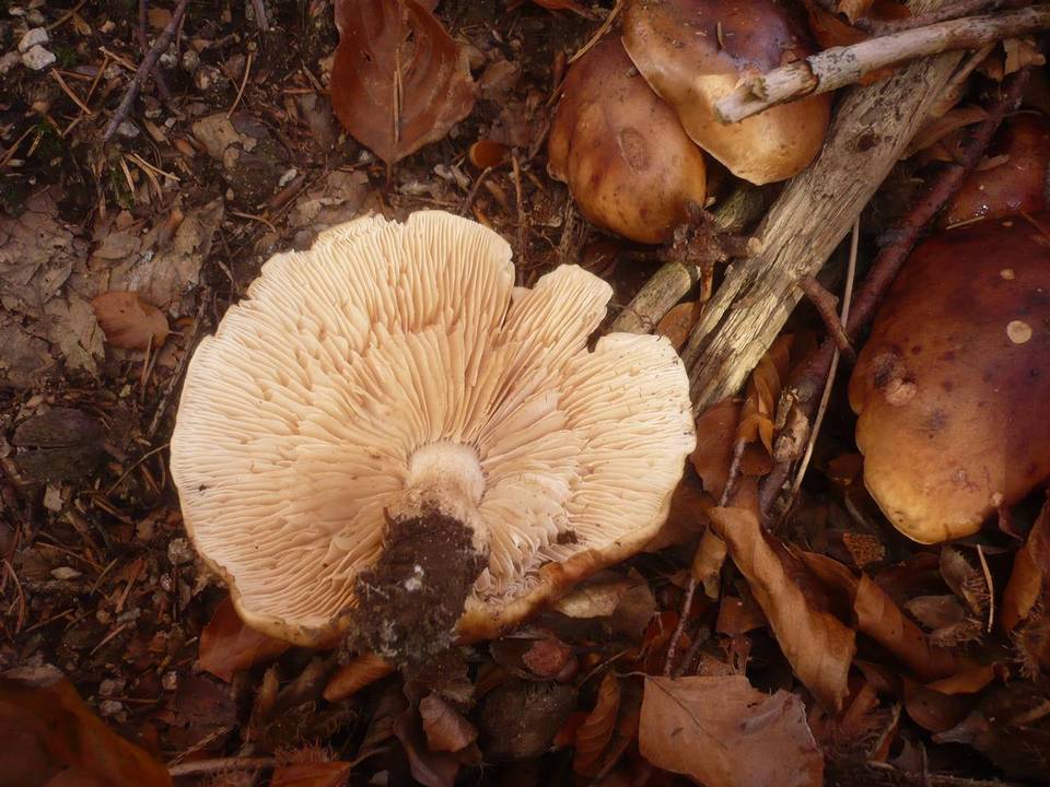Tricholoma ustale image
