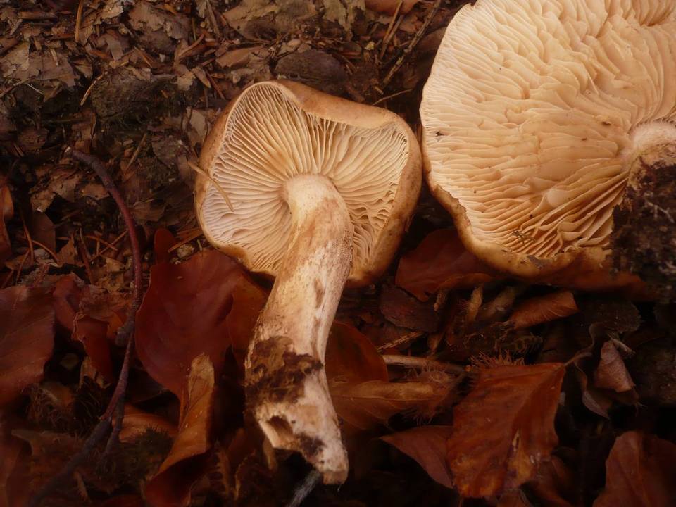 Tricholoma ustale image