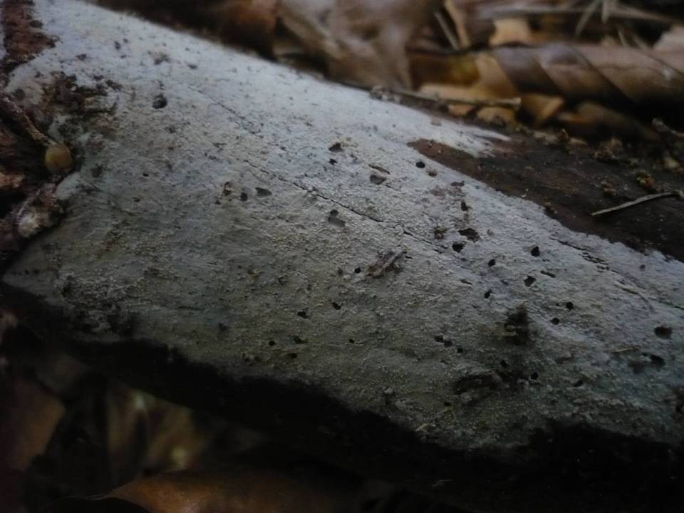 Tubulicrinis borealis image