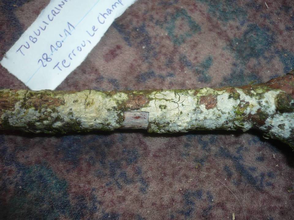 Tubulicrinis gracillimus image
