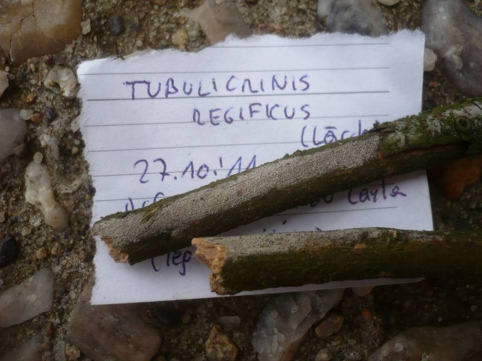 Tubulicrinis regificus image