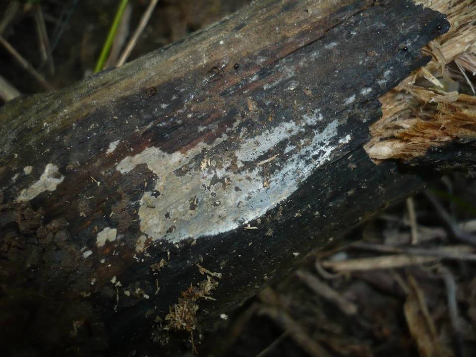 Tubulicrinis strangulatus image